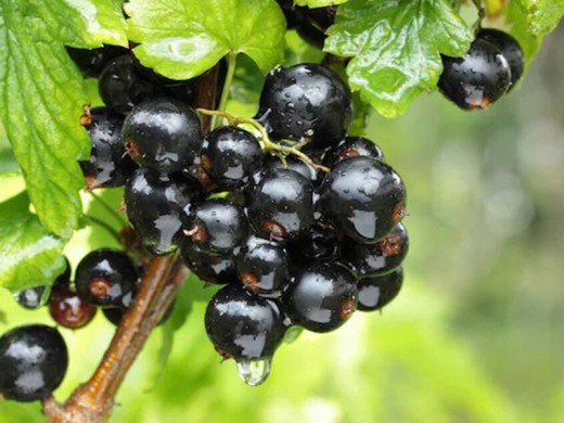 Смородина черная Смородина черная