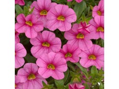 Калибрахоа 