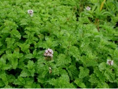 Мята кудрявая немецкая 