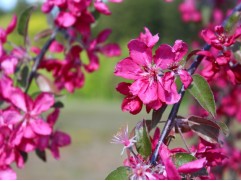 Яблоня декоративная 