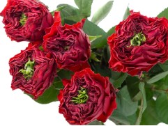 Роза чайно-гибридная 