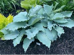 Хоста гибридная 