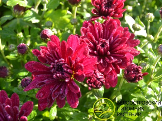 Хризантема мультифлора Хризантема мультифлора