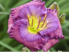 Лилейник гибридный Лилейник гибридный