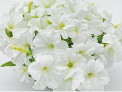 Петуния крупноцветковая 