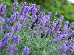 Лаванда узколистная 