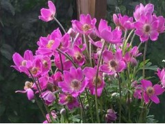 Анемона гибридная 