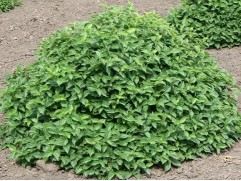 Чубушник венечный 