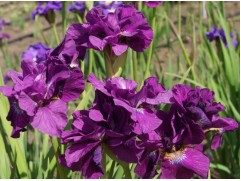 Ирис сибирский Ирис сибирский