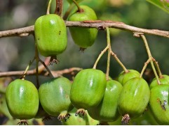 Актинидия Аргута 