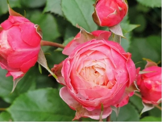 Роза миниатюрная Роза миниатюрная