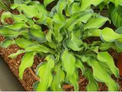 Хоста гибридная 