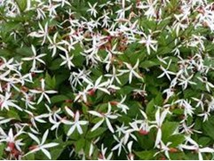 Гилления трехлистная (Контейнер 2,0л)