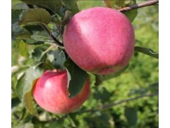 Яблоня Яблоня