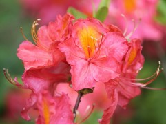 Рододендрон листопадный (азалия) 