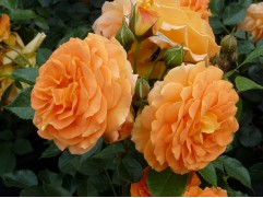 Роза флорибунда 