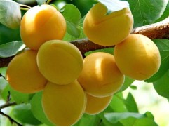 Абрикос 