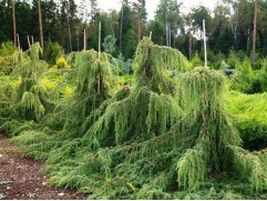 Можжевельник обыкновенный 