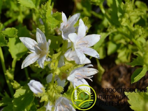 Колокольчик Пожарского Колокольчик Пожарского