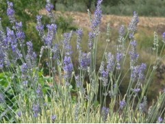 Лаванда узколистная 