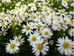 Астра кустарниковая 