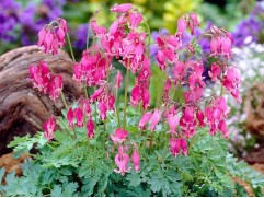 Дицентра гибридная 