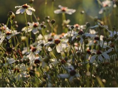 Кореопсис мутовчатый 