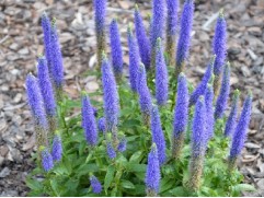 Вероника колосистая 