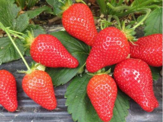 Земляника крупноплодная Земляника крупноплодная