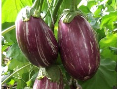 Баклажан 