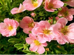 Лапчатка кустарниковая Лапчатка кустарниковая