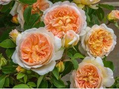 Роза английская 