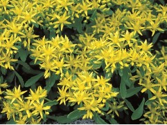 Очиток гибридный Очиток гибридный