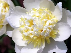 Пион молочноцветковый 