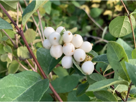 Снежноягодник белый (Контейнер 3,0л.) Снежноягодник белый (Контейнер 3,0л.)