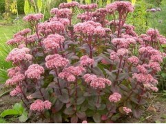 Очиток телефиум Очиток телефиум