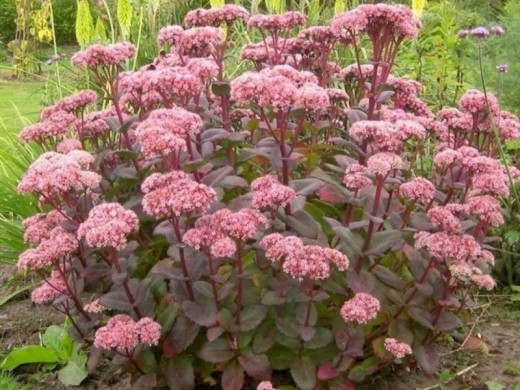 Очиток телефиум Очиток телефиум