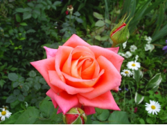 Роза чайно-гибридная 