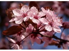 Черемуха Виргинская 