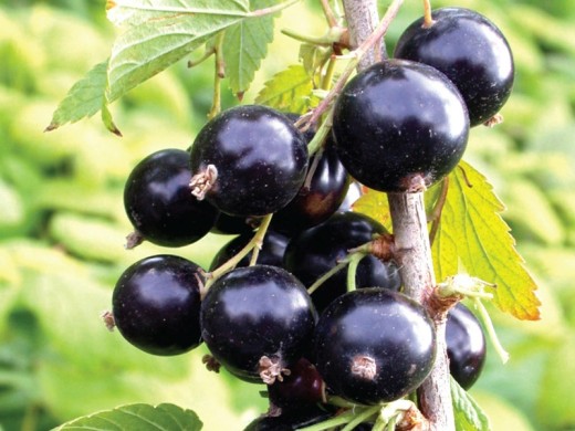 Смородина черная Смородина черная