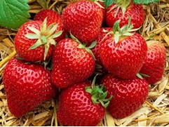 Земляника крупноплодная 