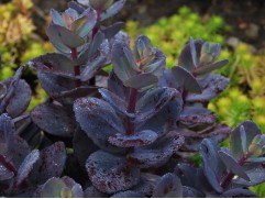 Очиток гибридный Очиток гибридный