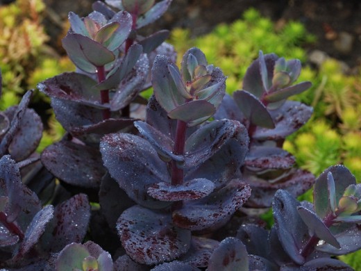 Очиток гибридный Очиток гибридный