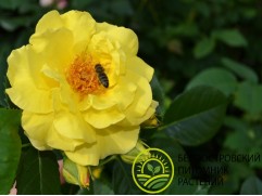 Роза плетистая Роза плетистая