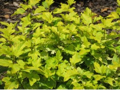 Пузыреплодник калинолистный Пузыреплодник калинолистный