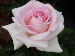 Роза чайно-гибридная 