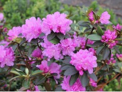 Рододендрон гибридный Рододендрон гибридный