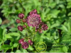 Астранция крупная Астранция крупная