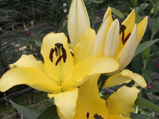 Лилия O.T. гибридная Лилия O.T. гибридная