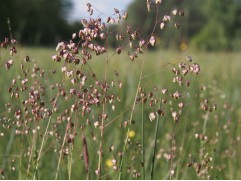 Трясунка средняя 